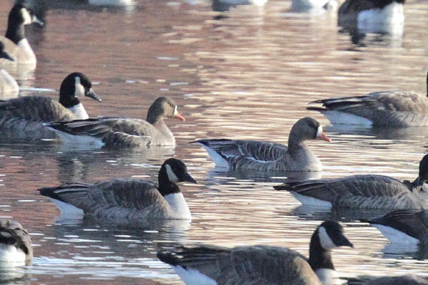 Greater White-fronted Geese