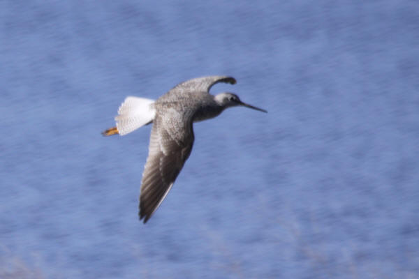 Greater Yellowlegs