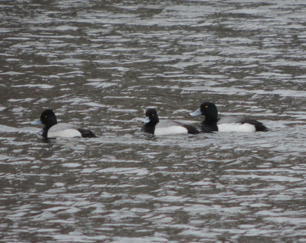 Greater/Lesser Scaup comparison