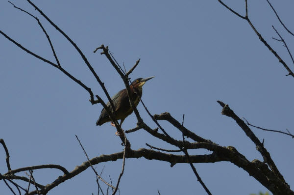 Green Heron