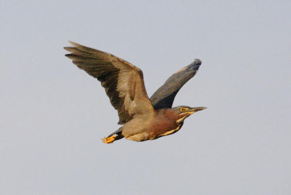 Green Heron