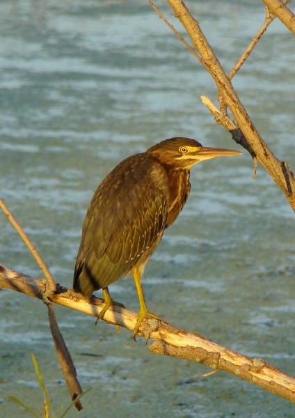 Green Heron