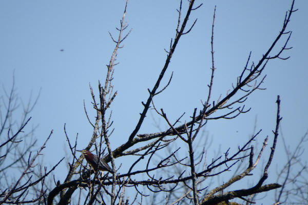 Green Heron