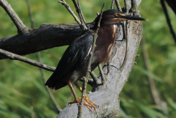 Green Heron