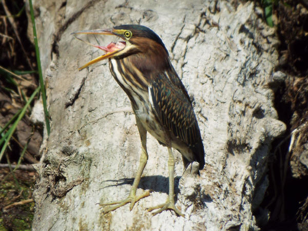 Green Heron