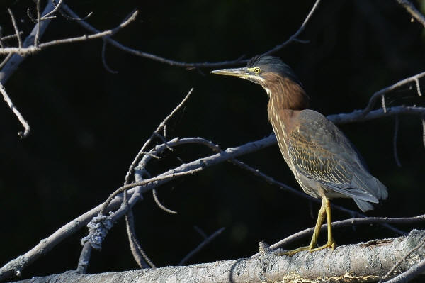 Green Heron