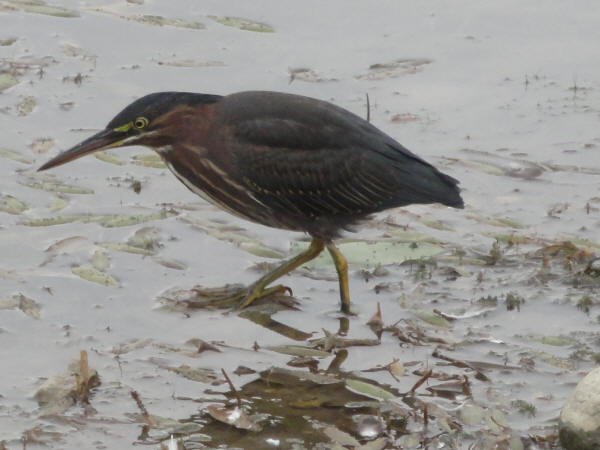 Green Heron