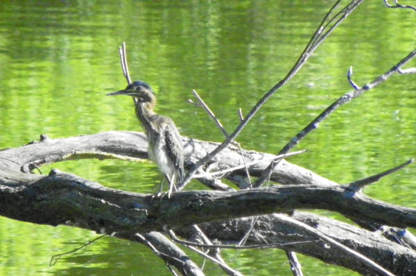 Immature Green Heron