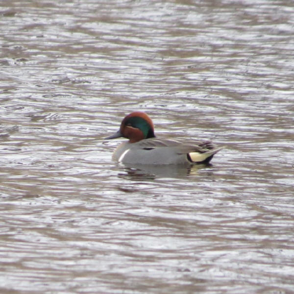 Green-winged Teal