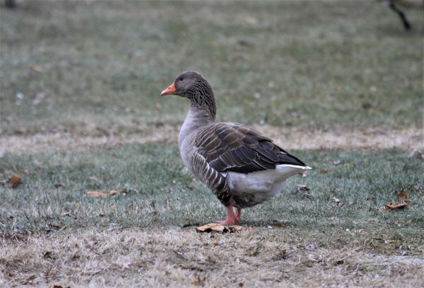 Greylag Goose