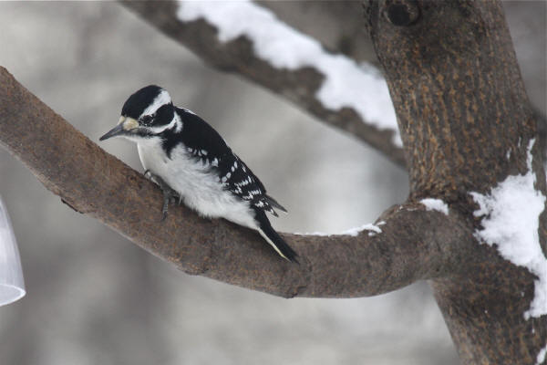 Hairy Woodpecker