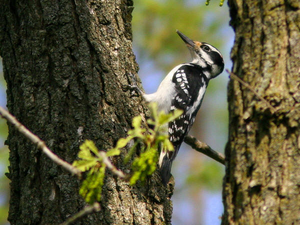 Hairy Woodpecker