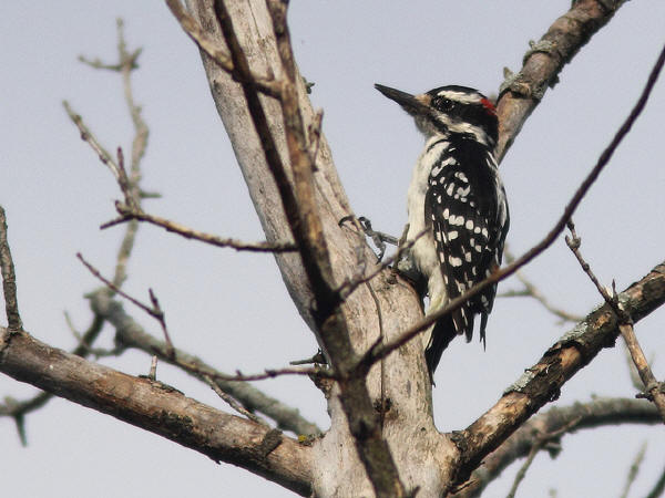 Hairy Woodpecker