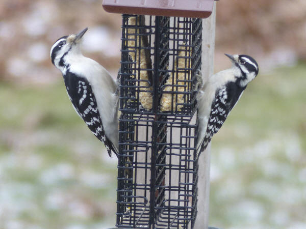 Hairy and Downy Woodpeckers