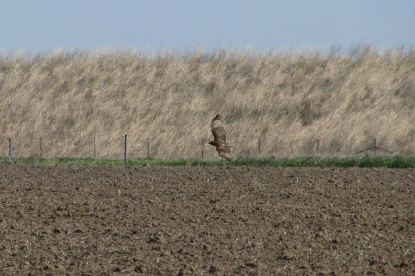 Harlan's Hawk