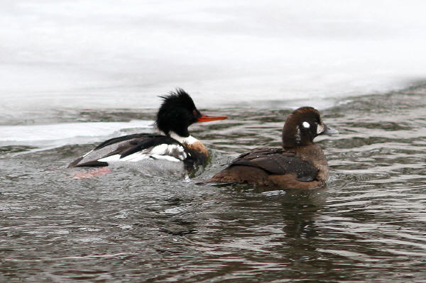 Harlequin Duck and Red-breasted Merganser