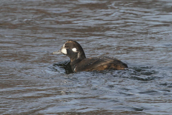 Harlequin Duck