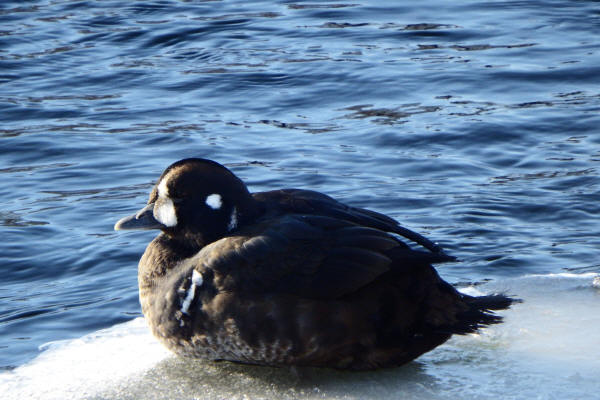 Harlequin Duck