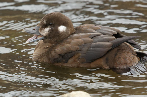 Harlequin Duck