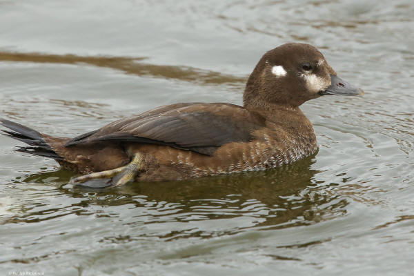 Harlequin Duck