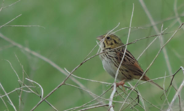 Henslow's Sparrow