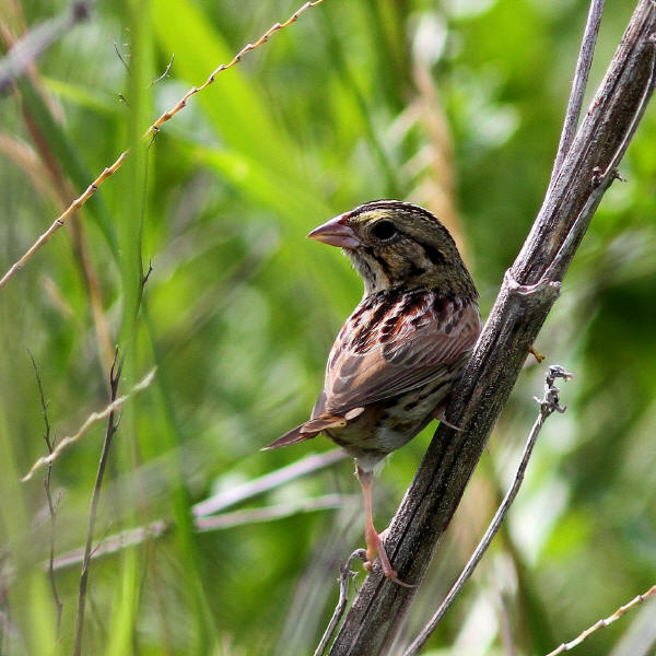 Henslow's Sparrow