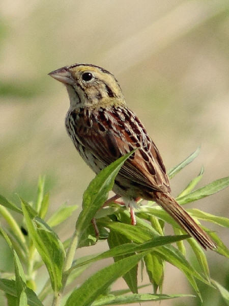 Henslow's Sparrow