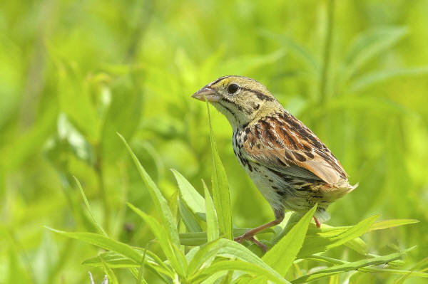 Henslow's Sparrow