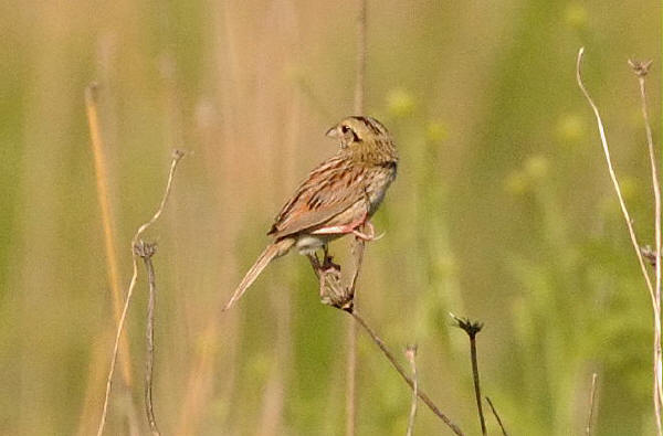 Henslow's Sparrow