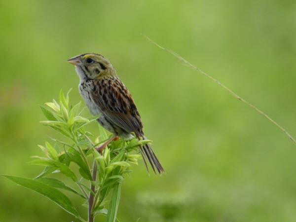 Henslow's Sparrow