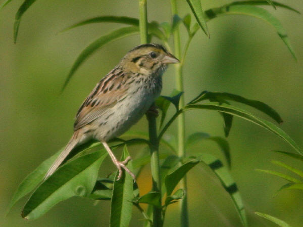 Henslow's Sparrow