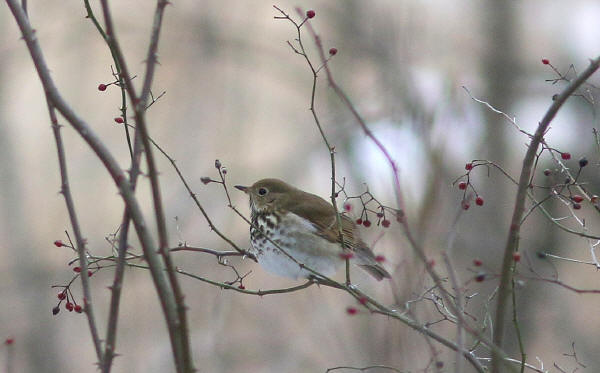 Hermit Thrush