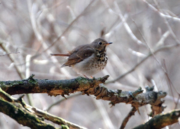 Hermit Thrush