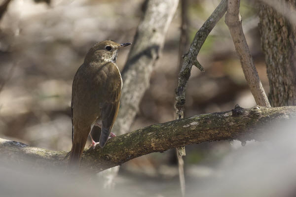 Hermit Thrush