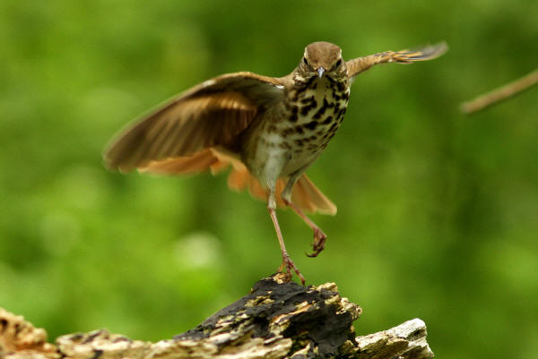 Hermit Thrush