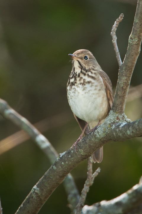 Hermit Thrush