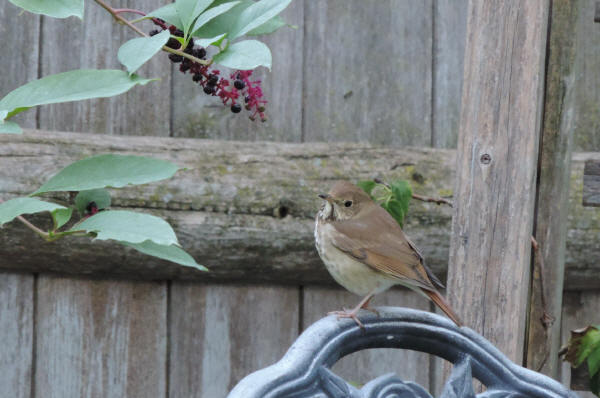 Hermit Thrush