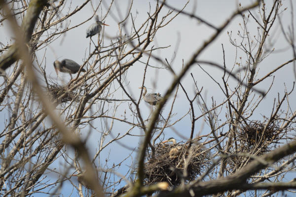 Great Blue Herons with Great Horned owlet