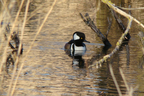 Hooded Merganser