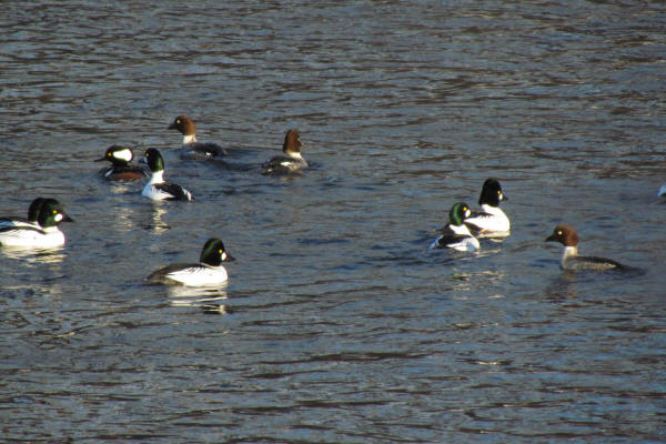 Hooded Merganser and Common Goldeneye