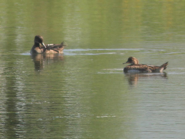 Hooded Mergansers