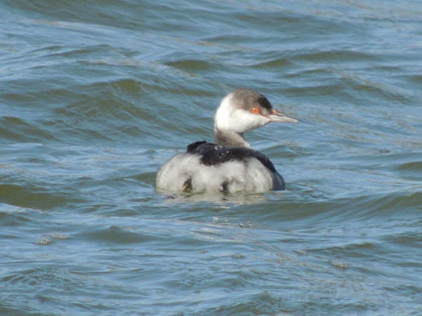 Horned Grebe