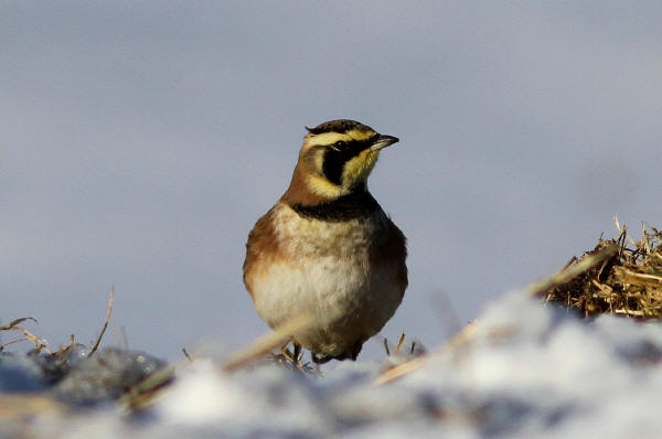 Horned Lark