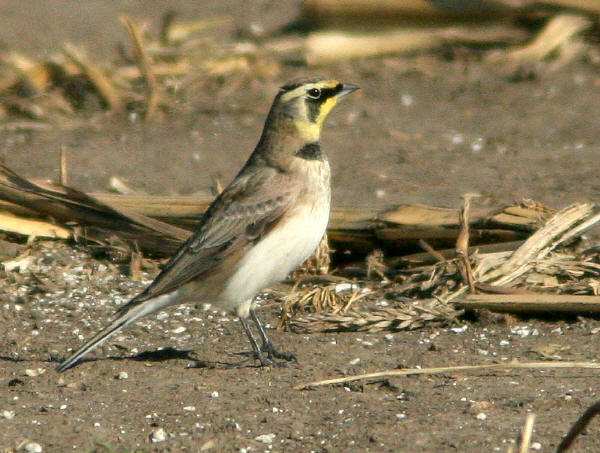 Horned Lark