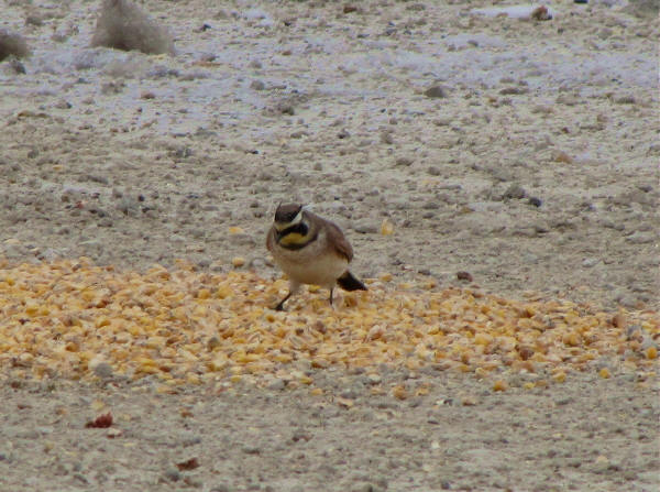 Horned Lark