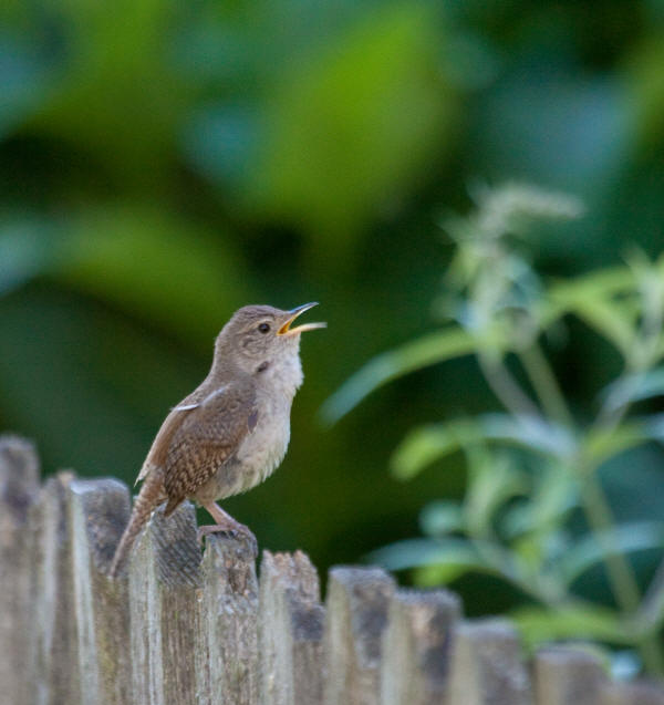 House Wren