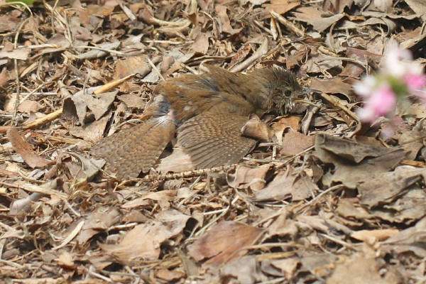 House Wren