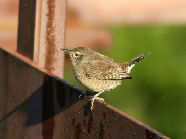 House Wren