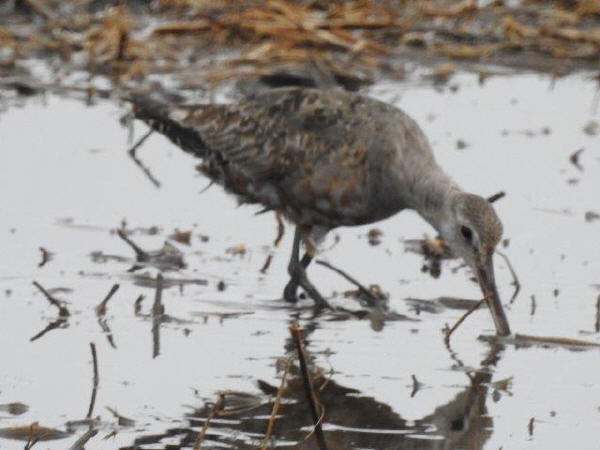 Hudsonian Godwit