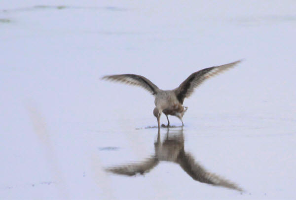 Hudsonian Godwit